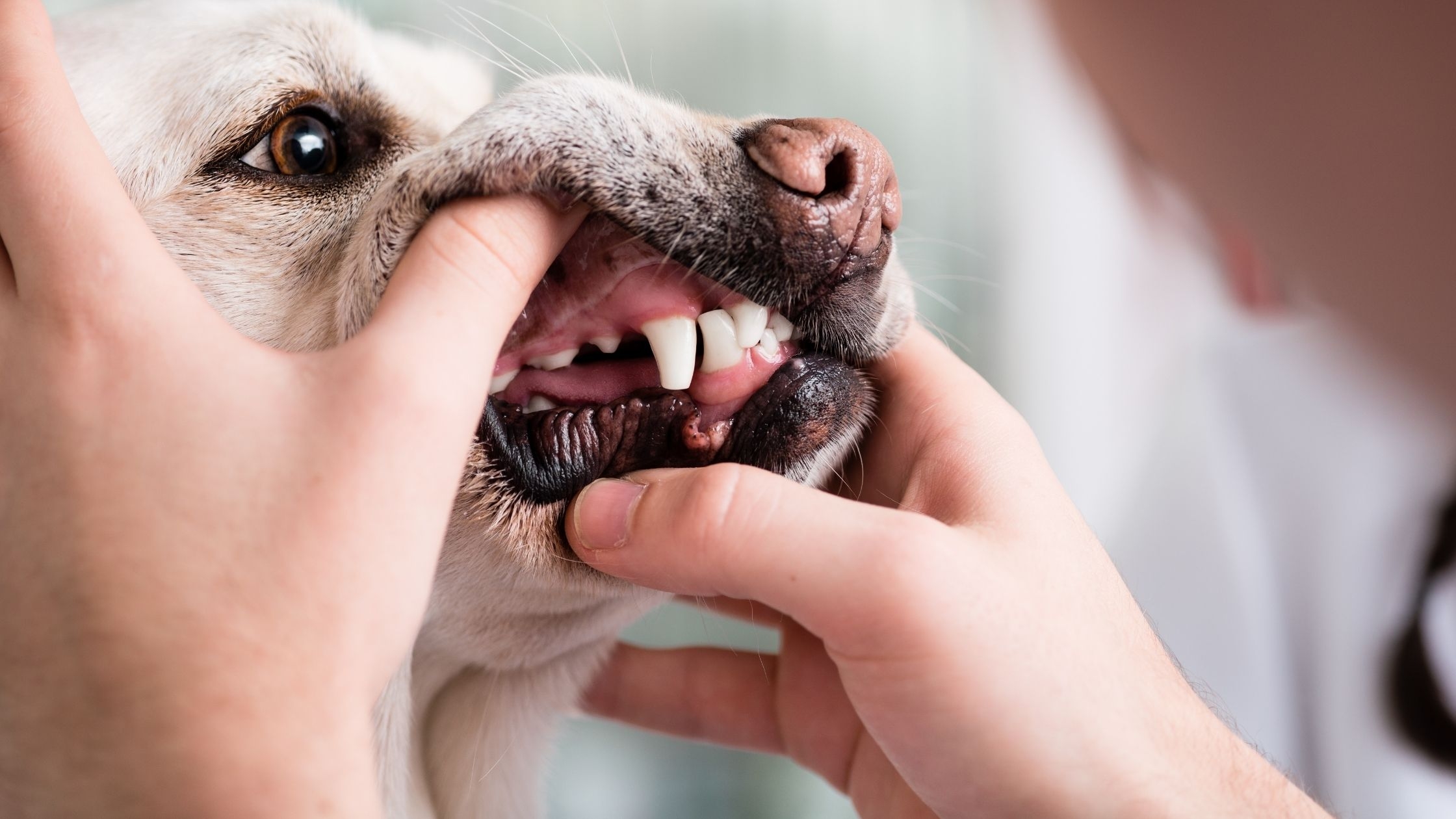 dogs gums color