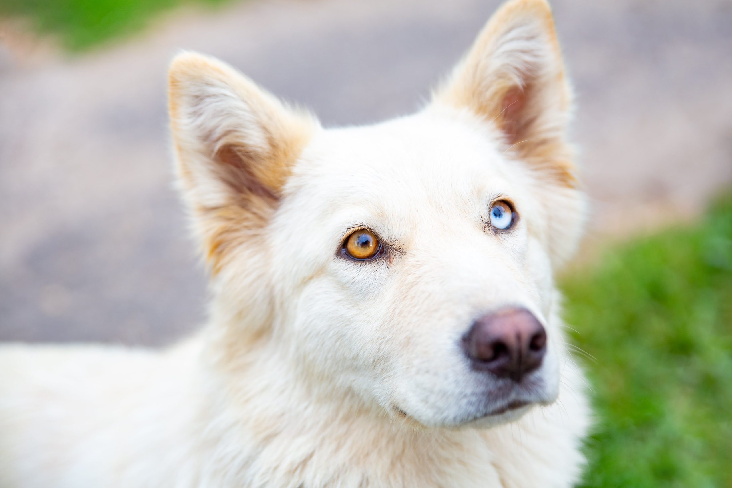 dogs with colored eyes