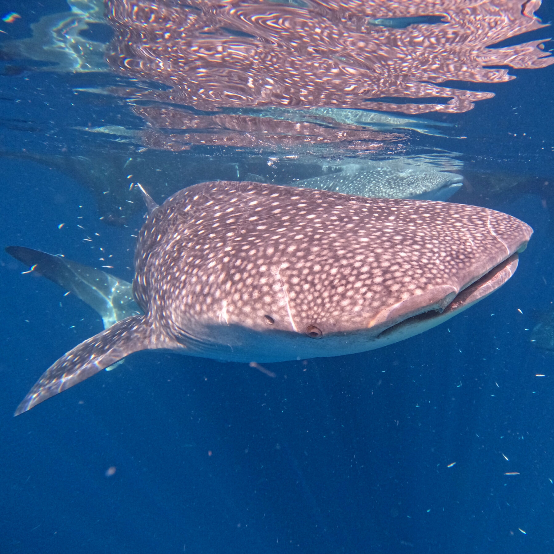 whale shark colors