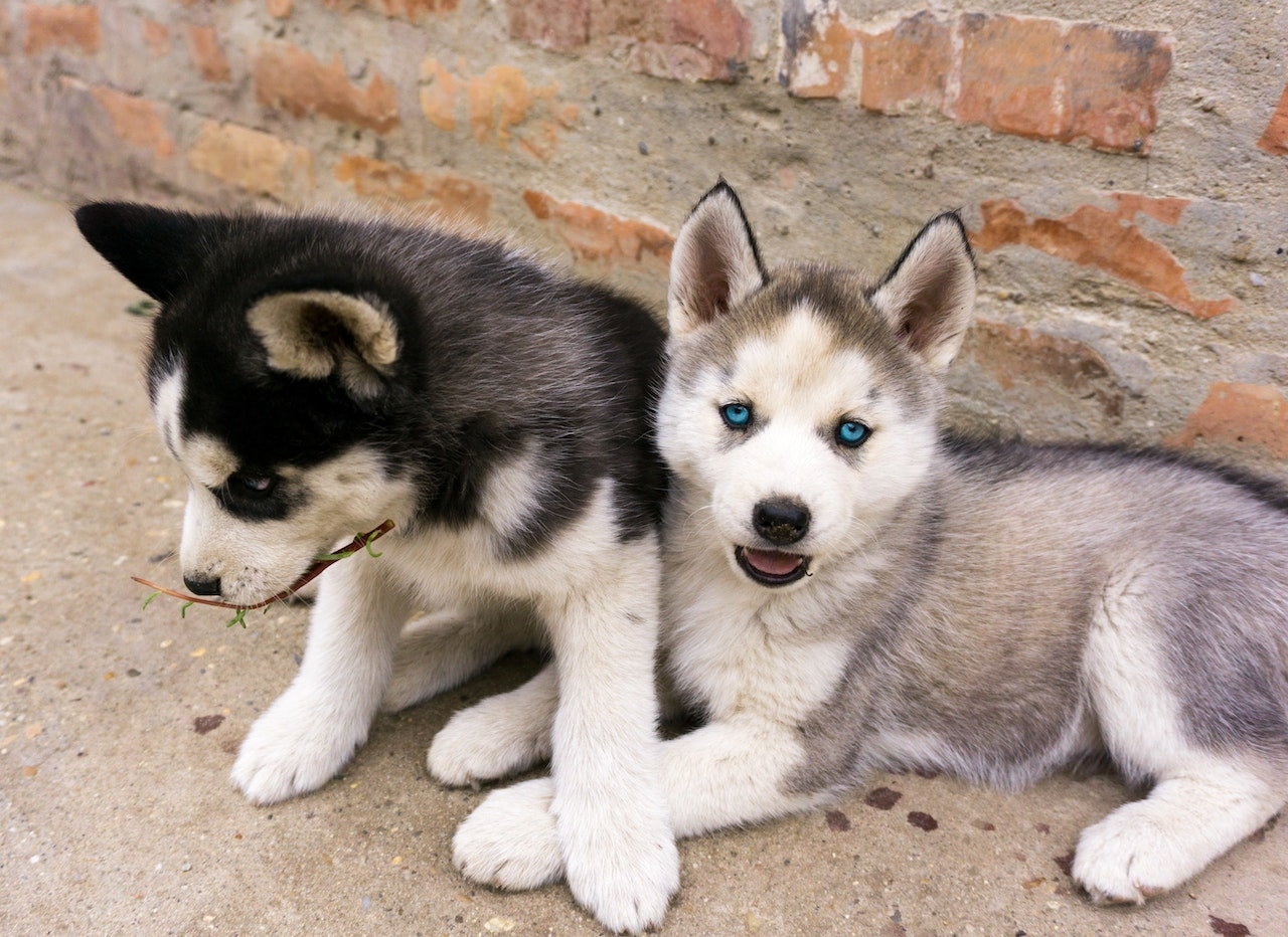Which Eye Colors Are Most Common In Dogs News