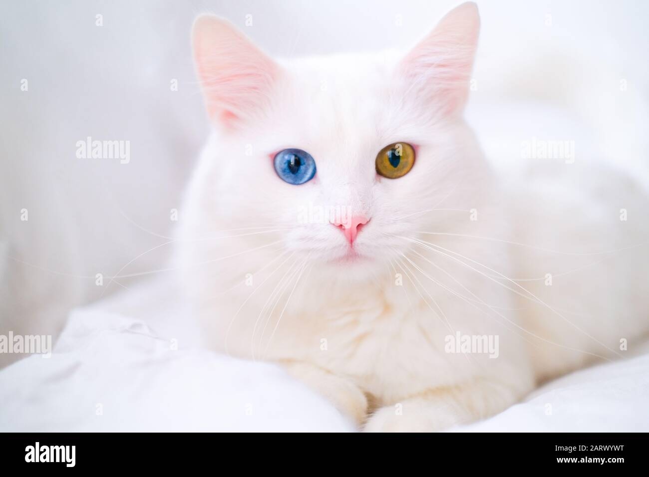 White Cat With Different Color Eyes Turkish Angora Van Kitten With Blue And Green Eye Lies On White Bed Adorable Domestic Pets Heterochromia Stock Photo Alamy