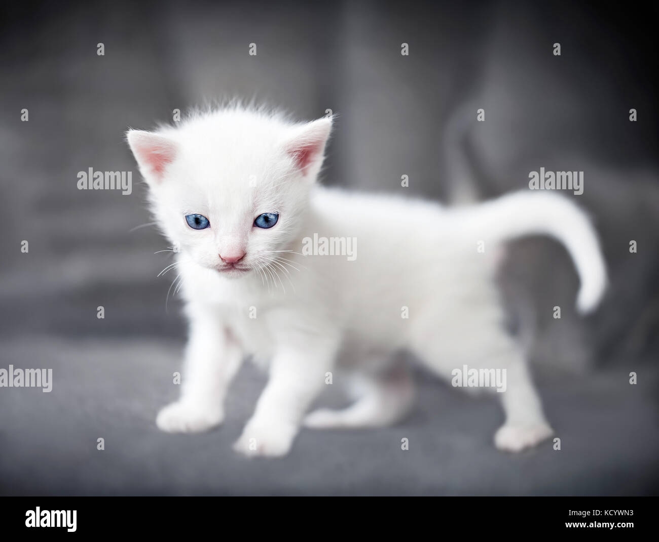 white small cats with different colored eyes