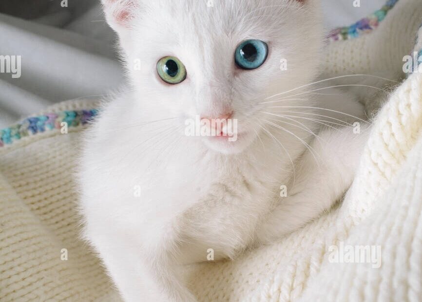 White Kitten With Two Colored Eyes Stock Photo Alamy