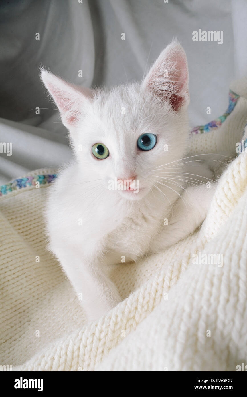 White Kitten With Two Colored Eyes Stock Photo Alamy