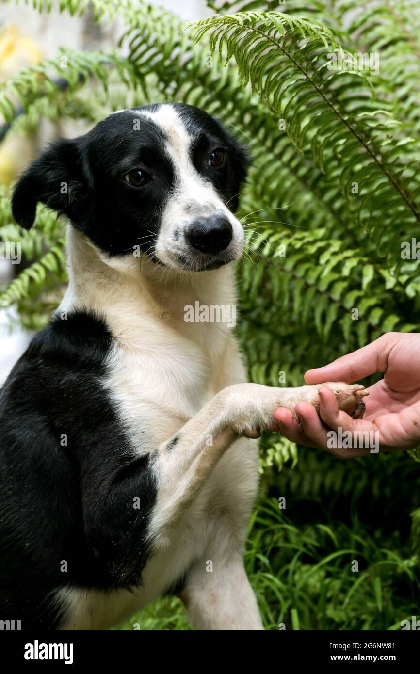 White Street Dog Hi res Stock Photography And Images Alamy