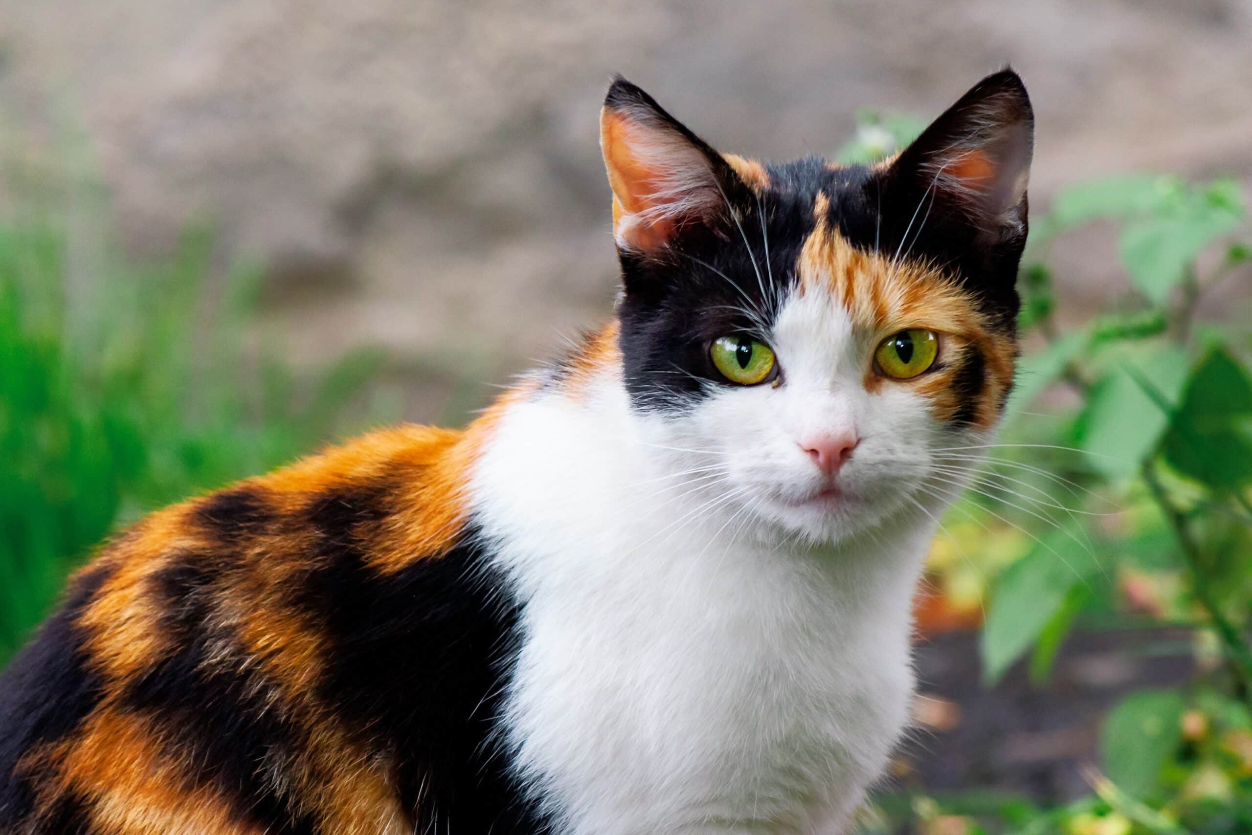 tortoiseshell color cat