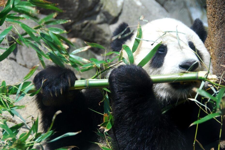 Why Are Giant Pandas Black And White