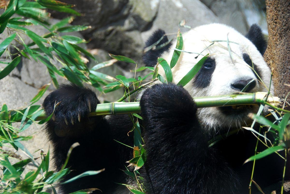 Why Are Giant Pandas Black And White 