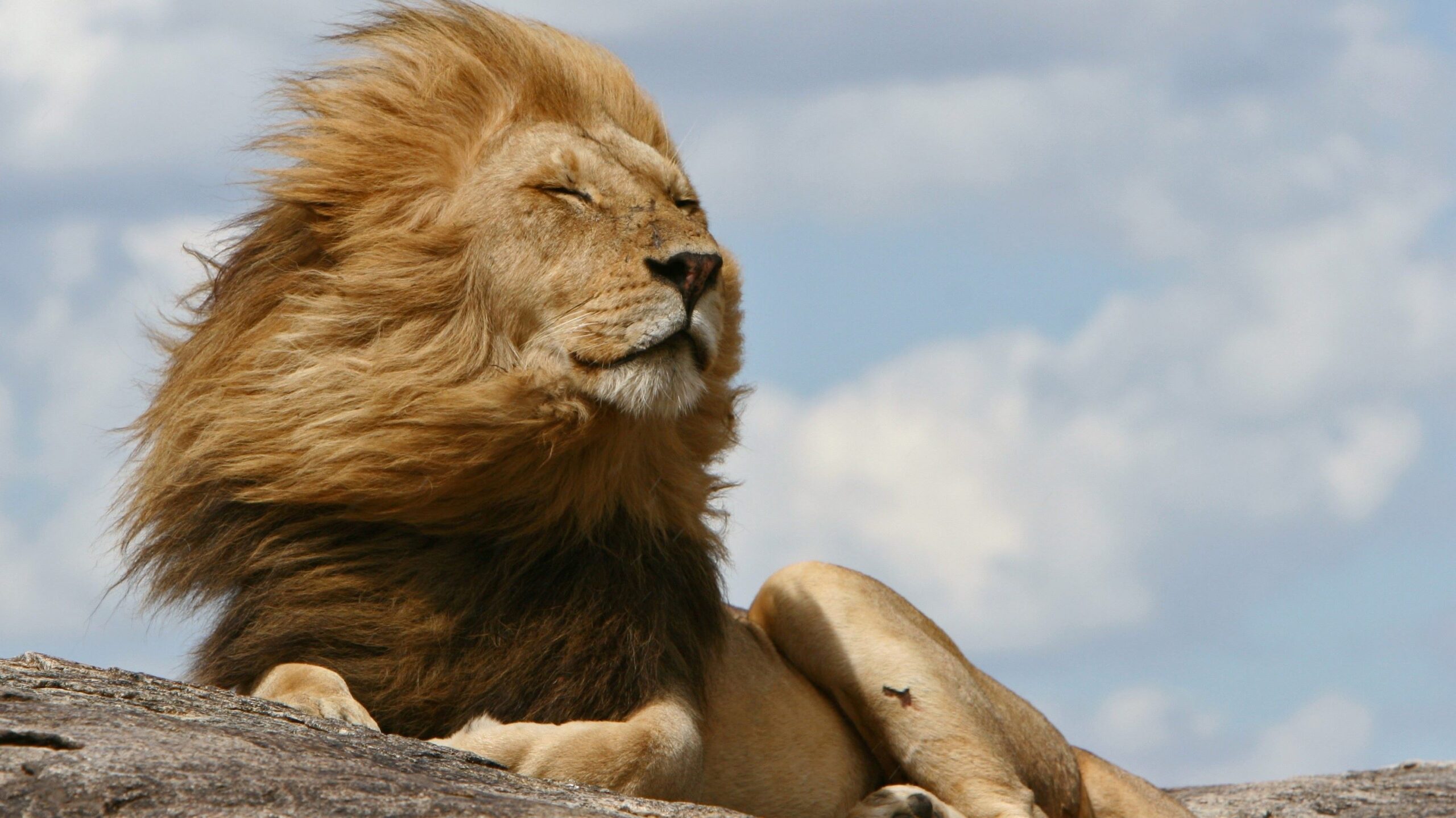 Why Do Lions Have Manes Live Science