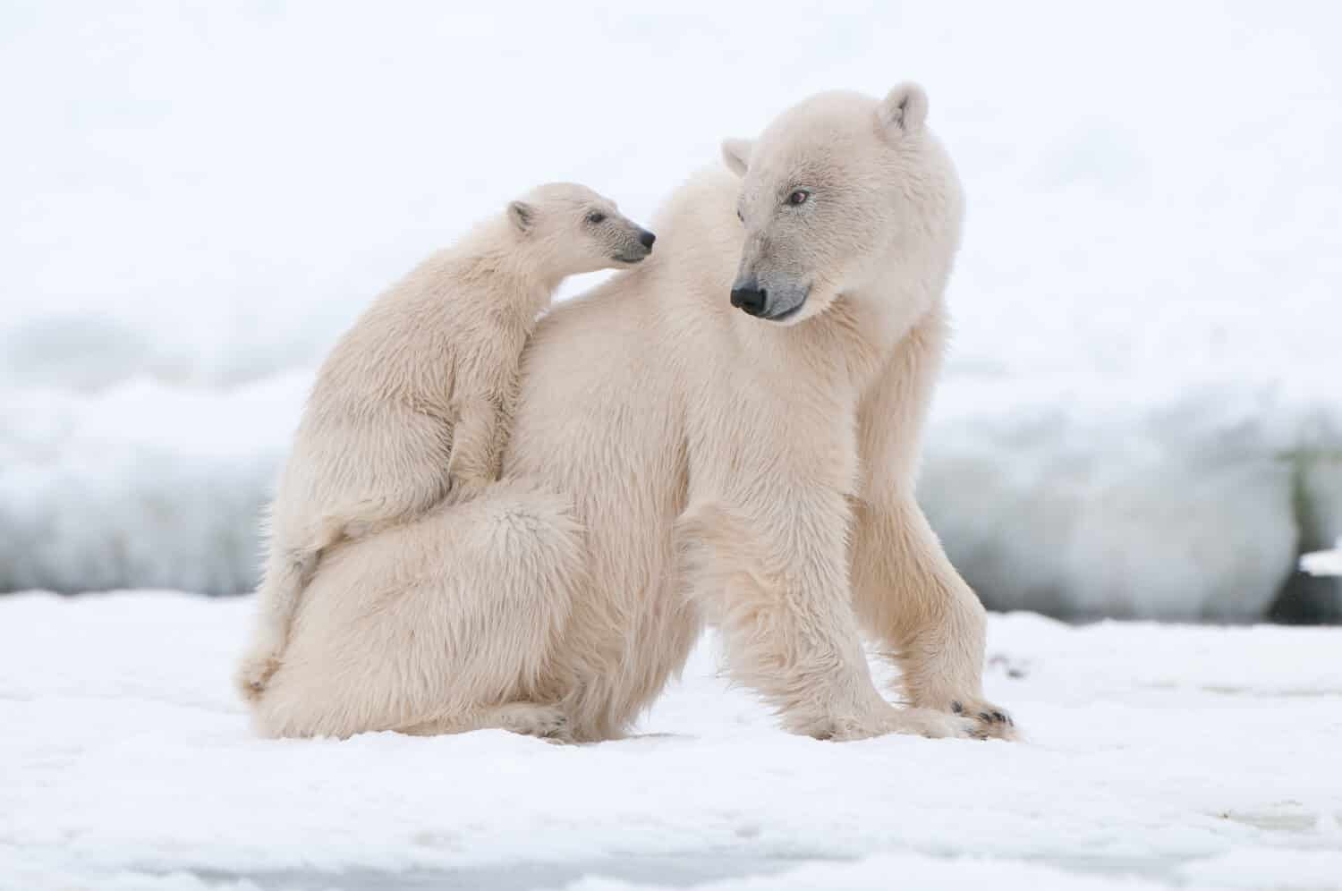 why are polar bears white in color