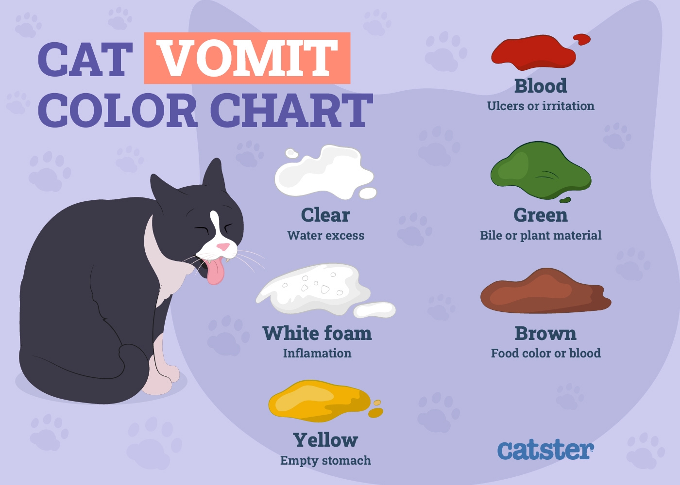 Why Is My Cat Throwing Up Pink Liquid Our Vet Explains 10 Reasons Catster