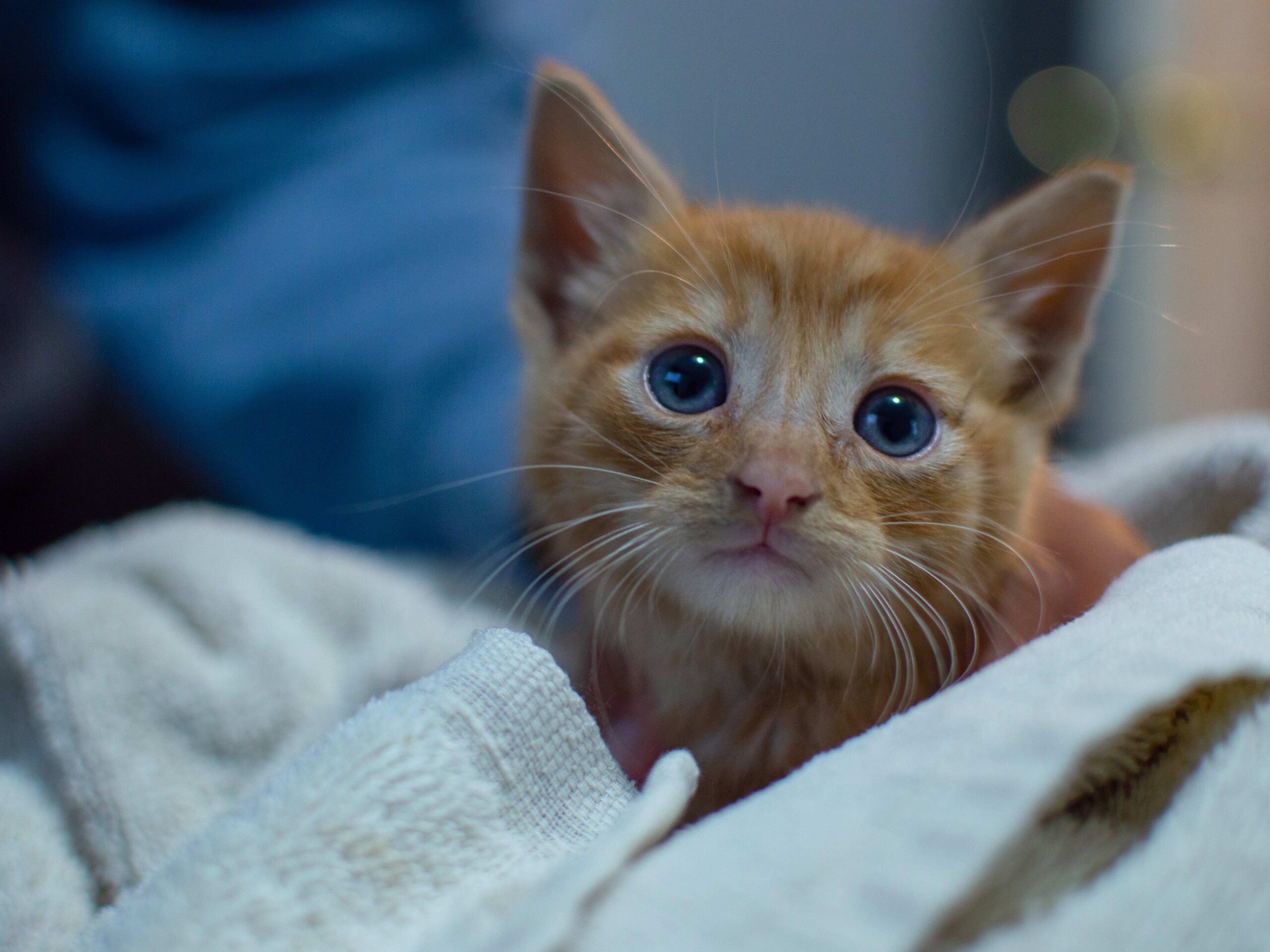 Will My Kitten s Blue Eyes Change Color Common Kitten Questions PetHelpful