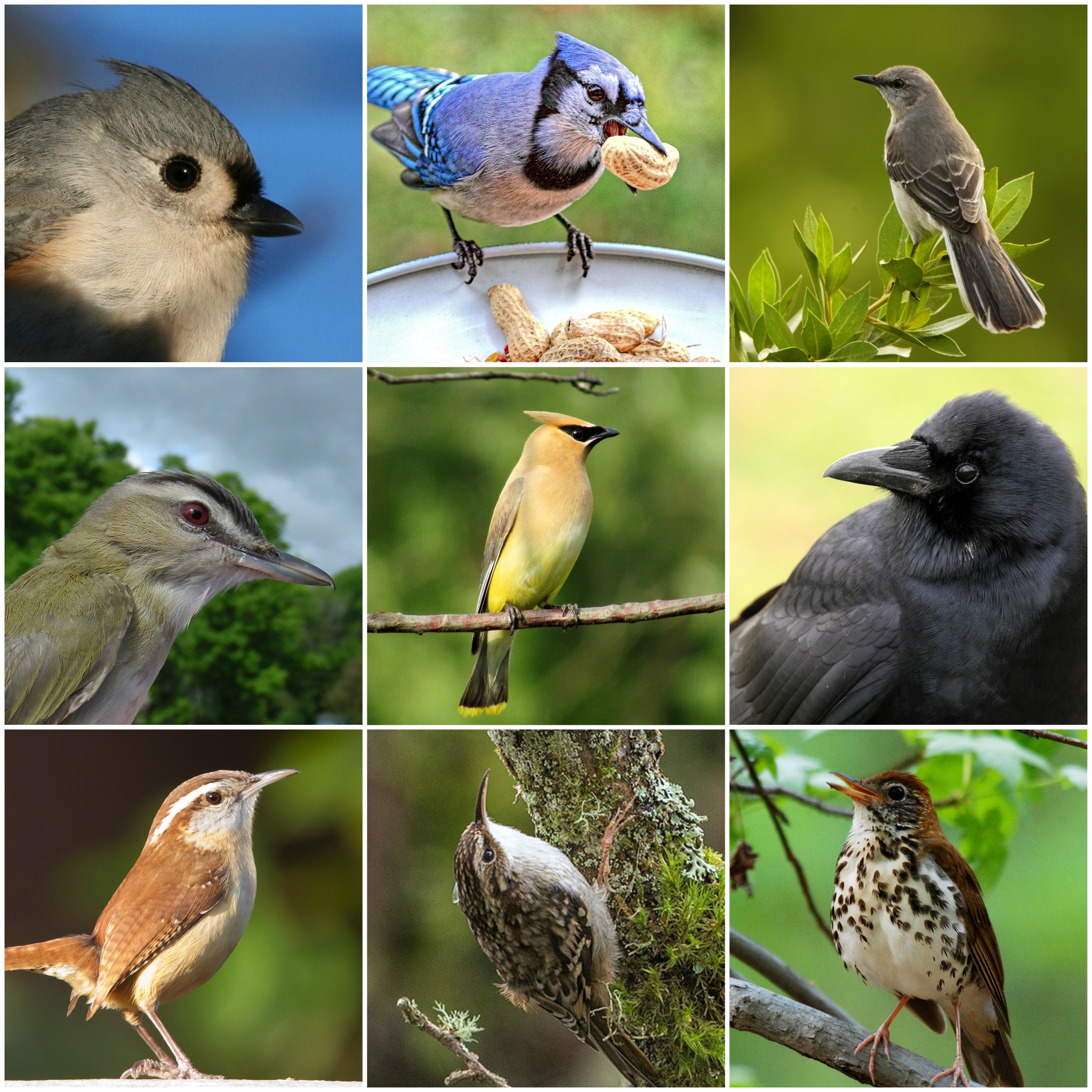 does animals see colors